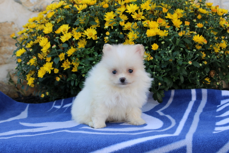 puppy, for, sale, Pomeranian, Matthew B. Stoltzfus, dog, breeder, Gap, PA, dog-breeder, puppy-for-sale, forsale, nearby, find, puppyfind, locator, puppylocator, aca